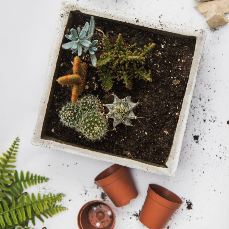 atelier terrarium lyon