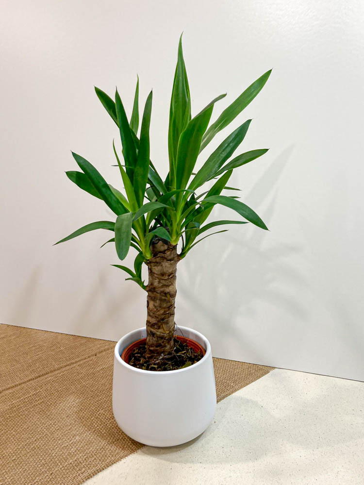 Dracaena