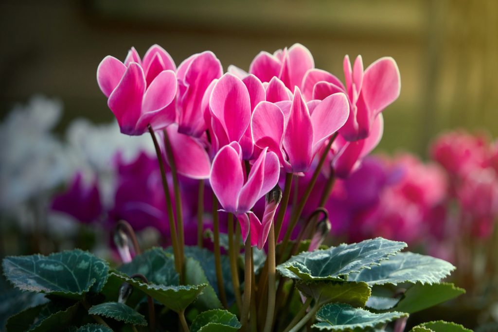 Cyclamen