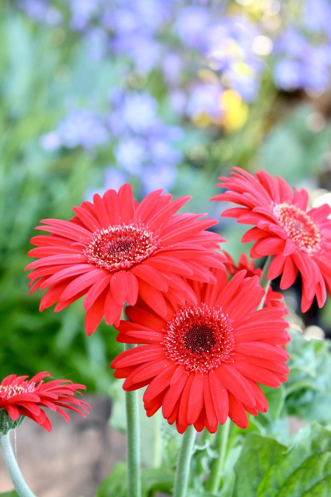 Gerbera