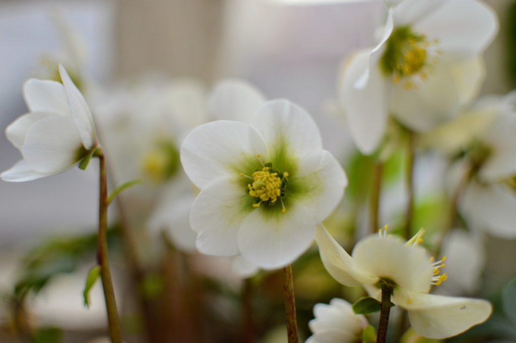 Hellebore