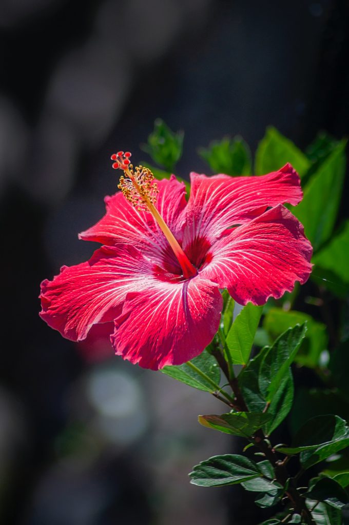 Hibiscus