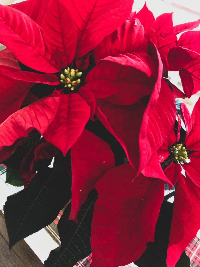 Poinsettia