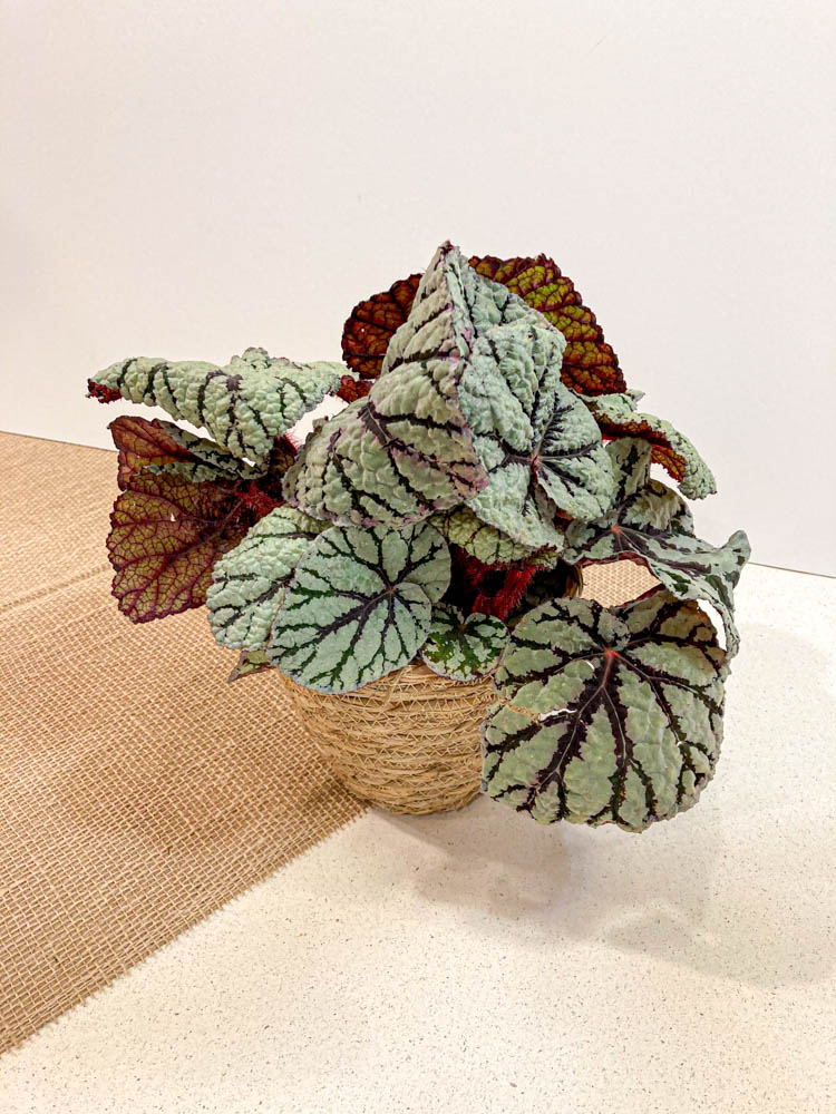 Begonia Royal