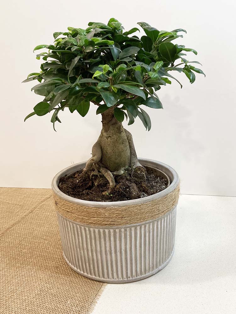 Bonsai Ficus