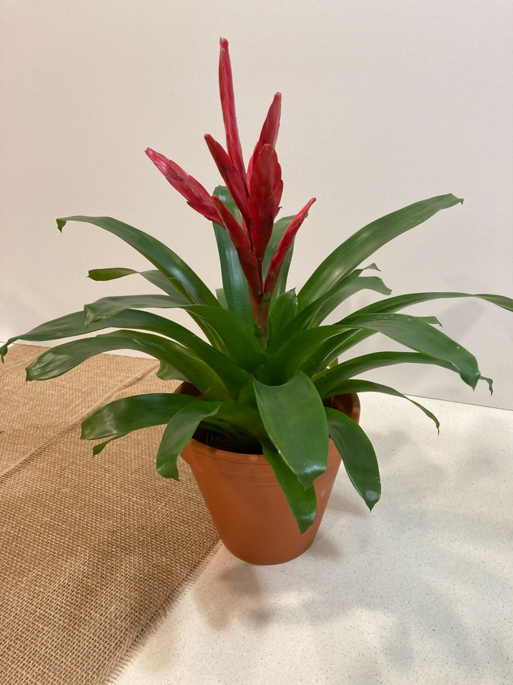 Bromelia