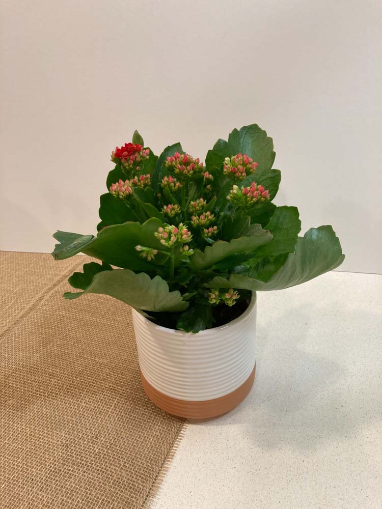 Kalanchoe