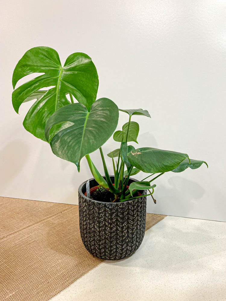 Monstera