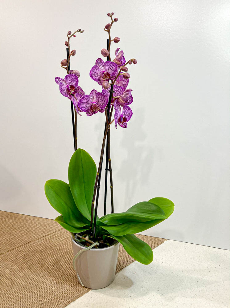 Orchidee