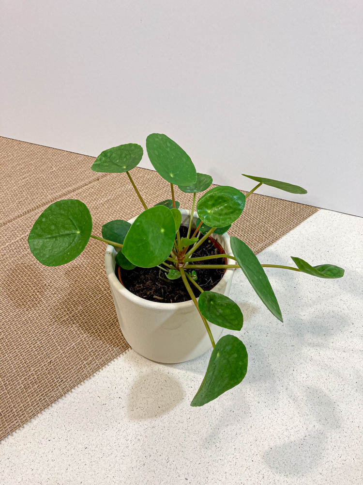 Pilea