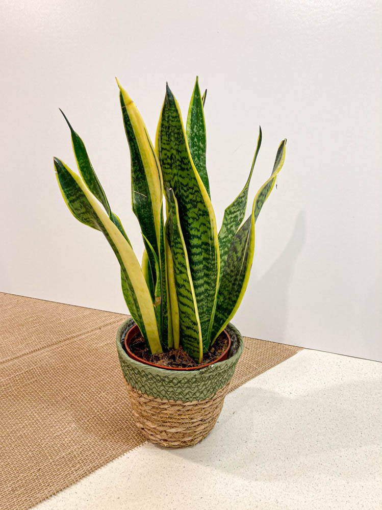 Sansevieria