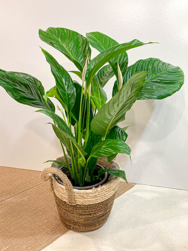 Spathiphyllum