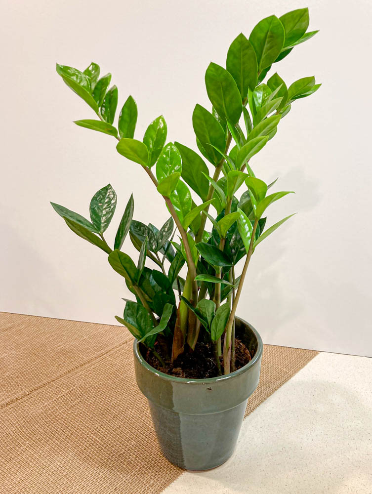 Zamioculcas