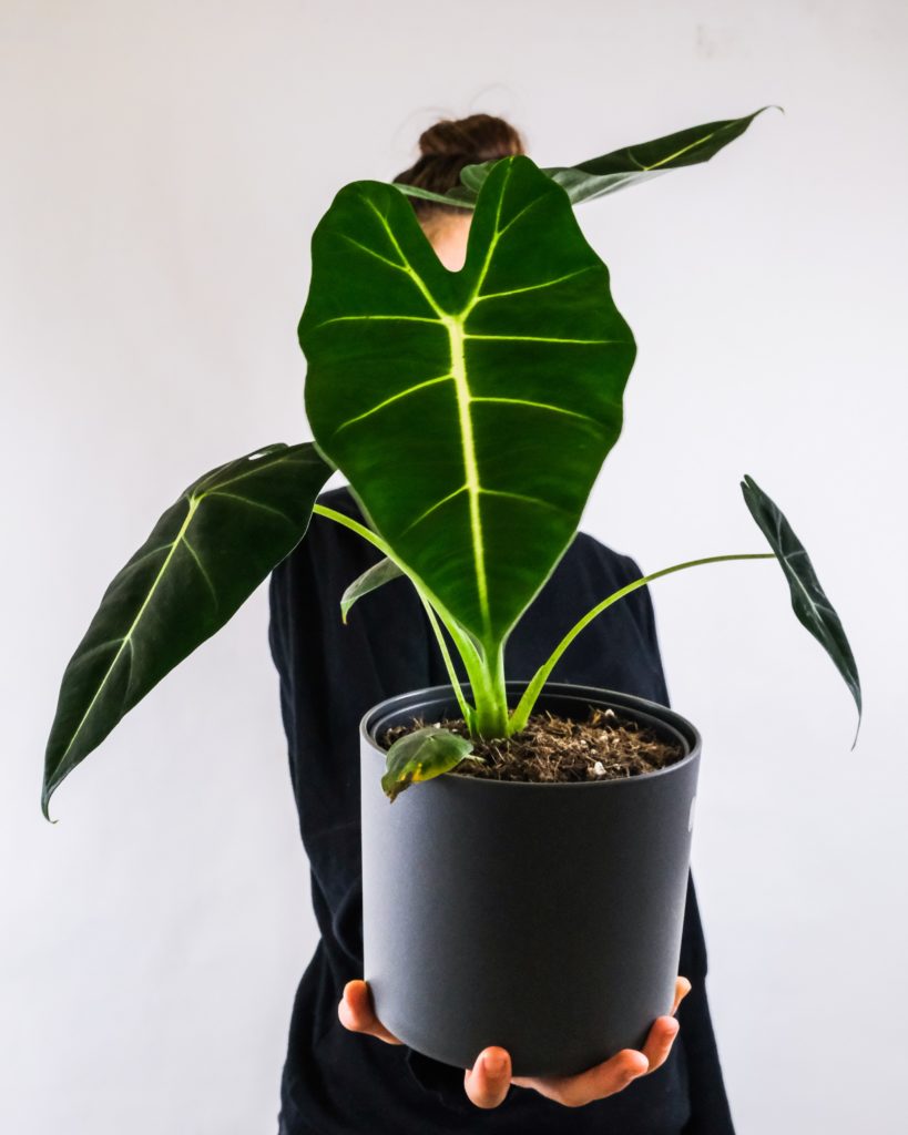 Alocasia “oreilles d’éléphants”