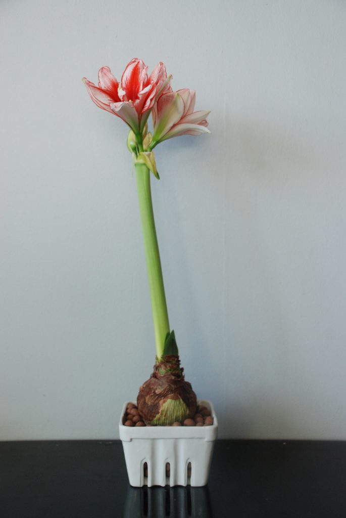 Amaryllis