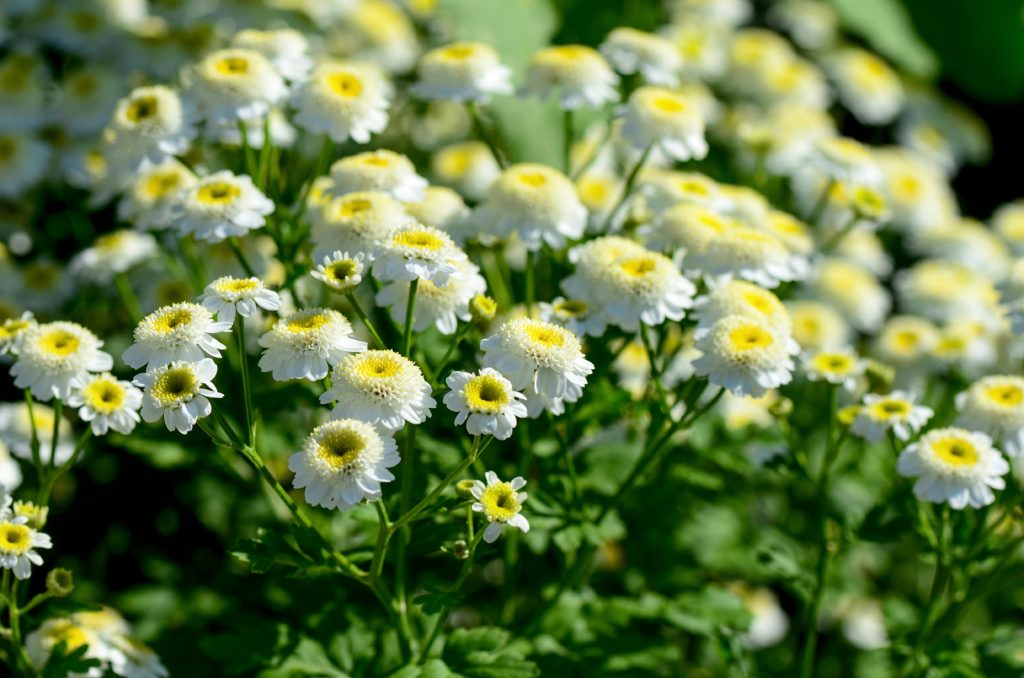 Chrysanthème