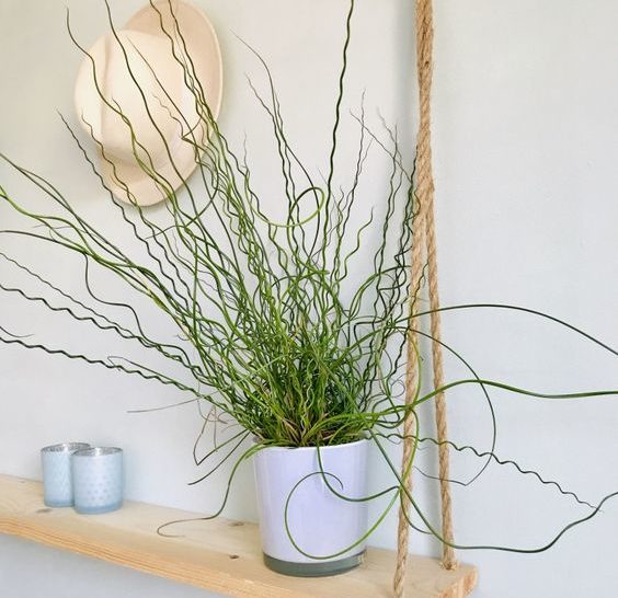 Juncus