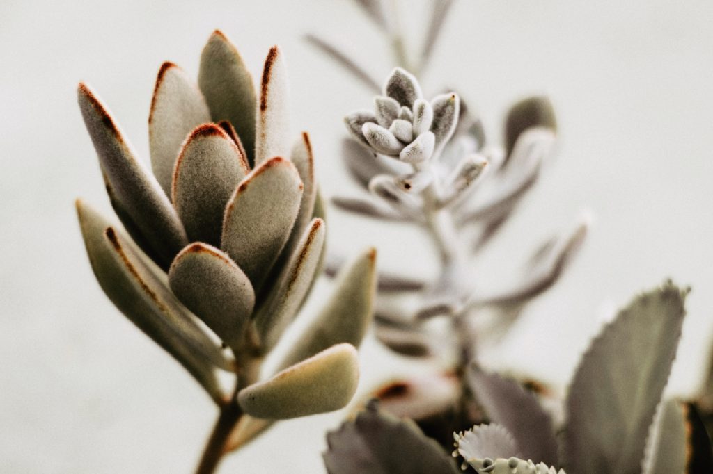 Kalanchoë Tomentosa