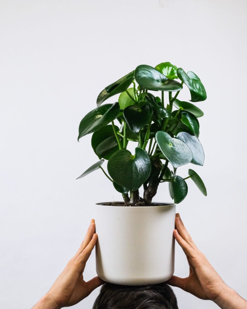 Peperomia Raindrop