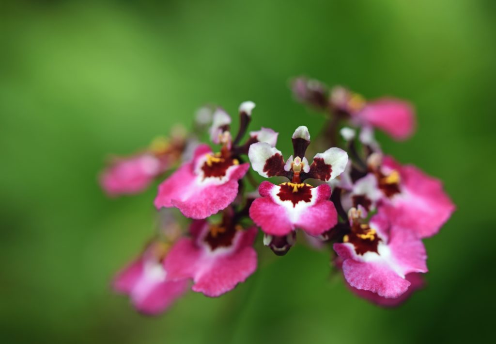 Oncidium