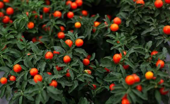 Solanum “pommier d’amour”