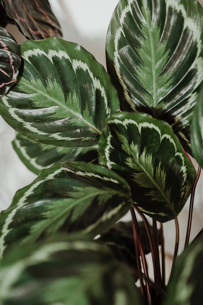 Calathea Medallion